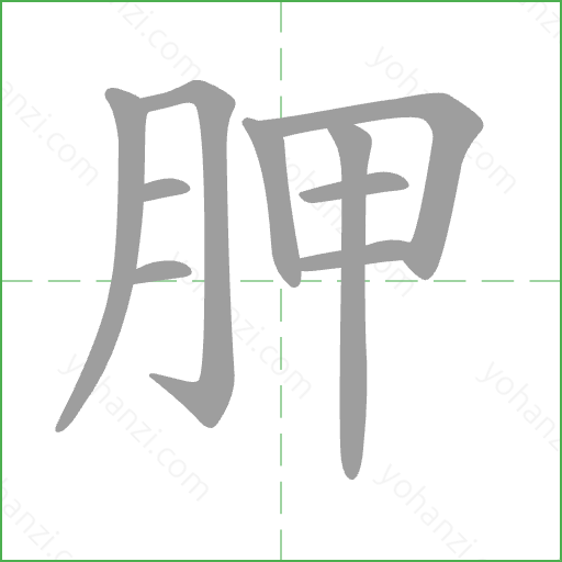 胛 Stroke Order Animation