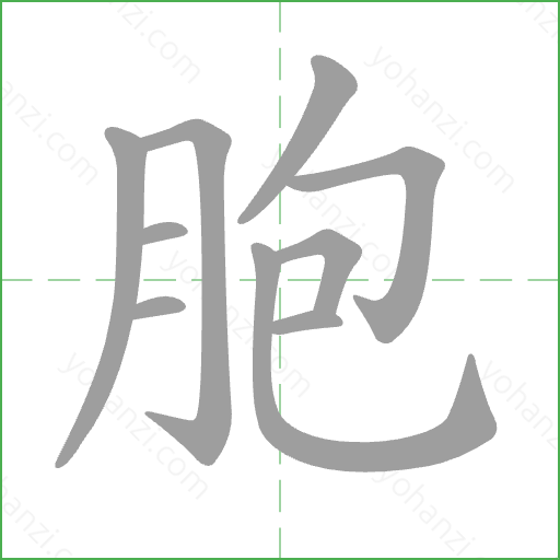 胞 Stroke Order Animation