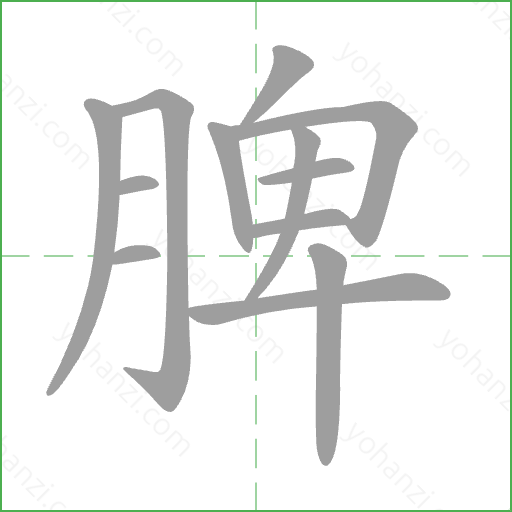 脾 Stroke Order Animation