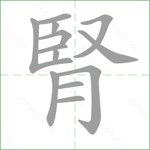 腎 Stroke Order Animation