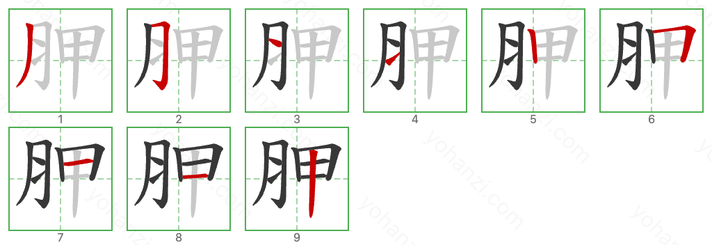 胛 Stroke Order Diagrams