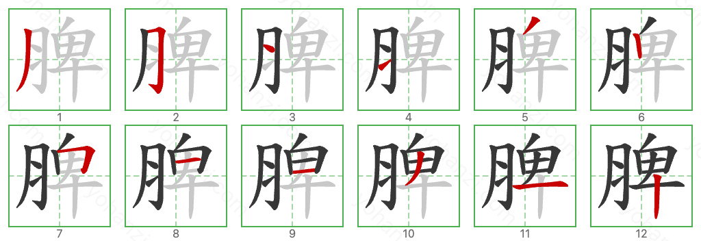 脾 Stroke Order Diagrams