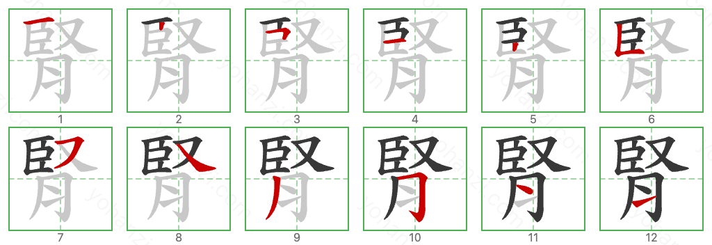 腎 Stroke Order Diagrams